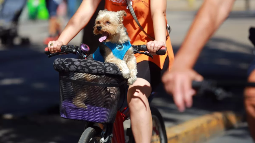 Ciclo Recreo Via Perrito